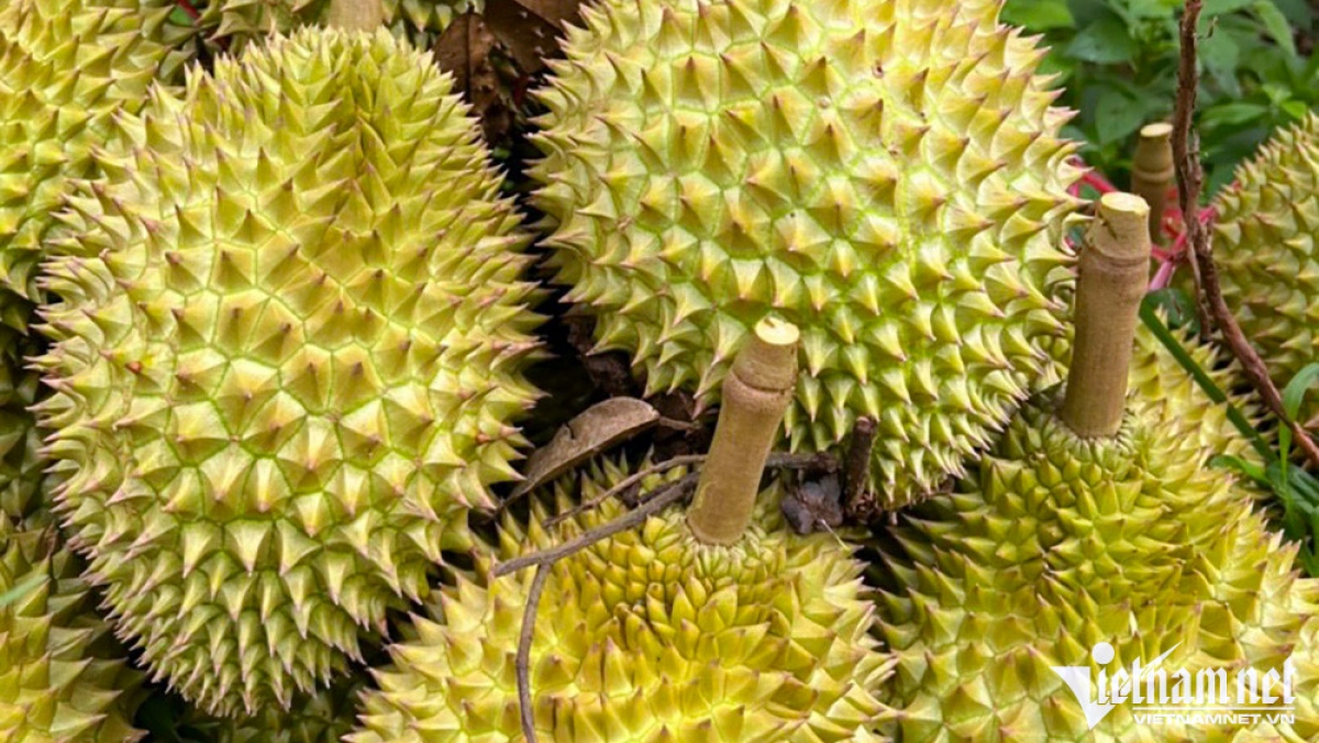Le Japon augmente ses achats de durian et de longane vietnamiens