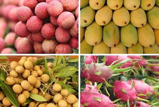 Quatre fruits vietnamiens sont exportées vers l’Australie