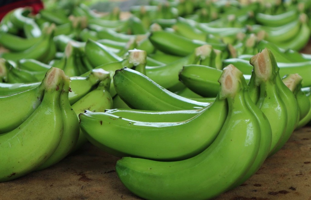 L exportation de bananes vers le Japon et la Corée du Sud a atteint près de 11 millions de dollars en 2022