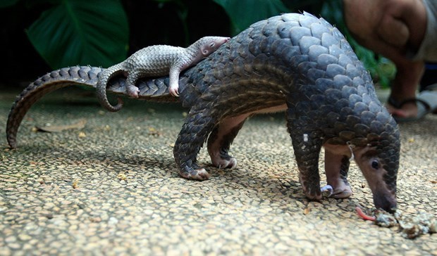 Quinze pangolins malais relâchés dans la nature
