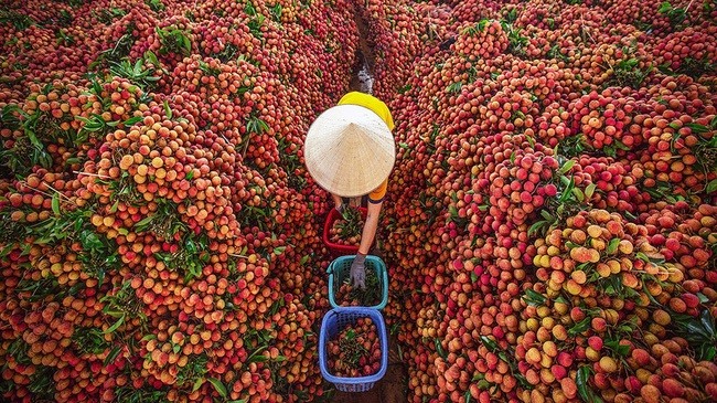 Bac Giang cherche à stimuler l exportation de litchi aux États-Unis
