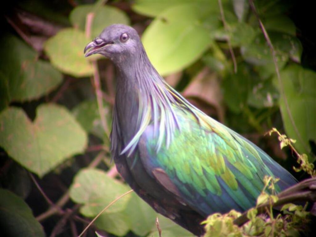 Le Parc national de Côn Dao inscrit sur la liste des Parcs du patrimoine de l ASEAN