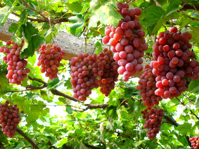 Bientôt le Festival du raisin et du vin de Ninh Thuan 2023