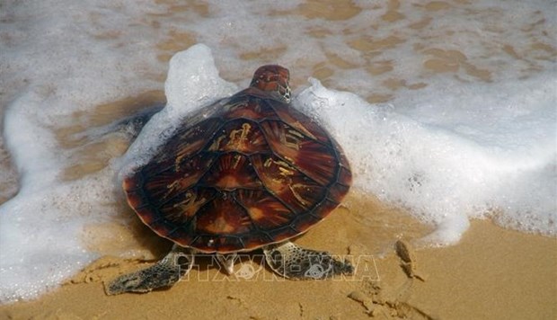 Kien Giang une tortue marine est relâchée dans l océan
