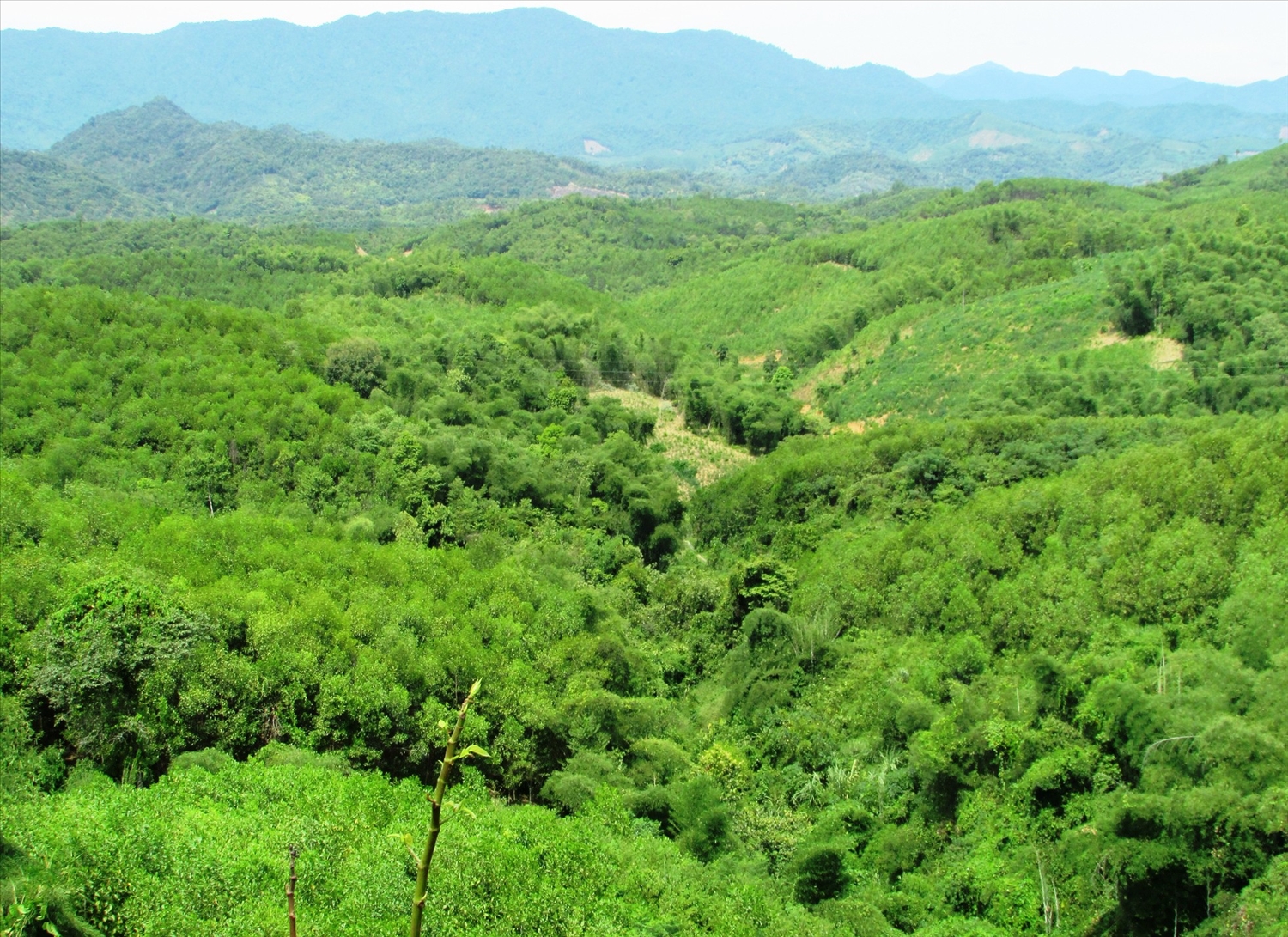 Plantation de 67 200 ha de forêts en 4 mois