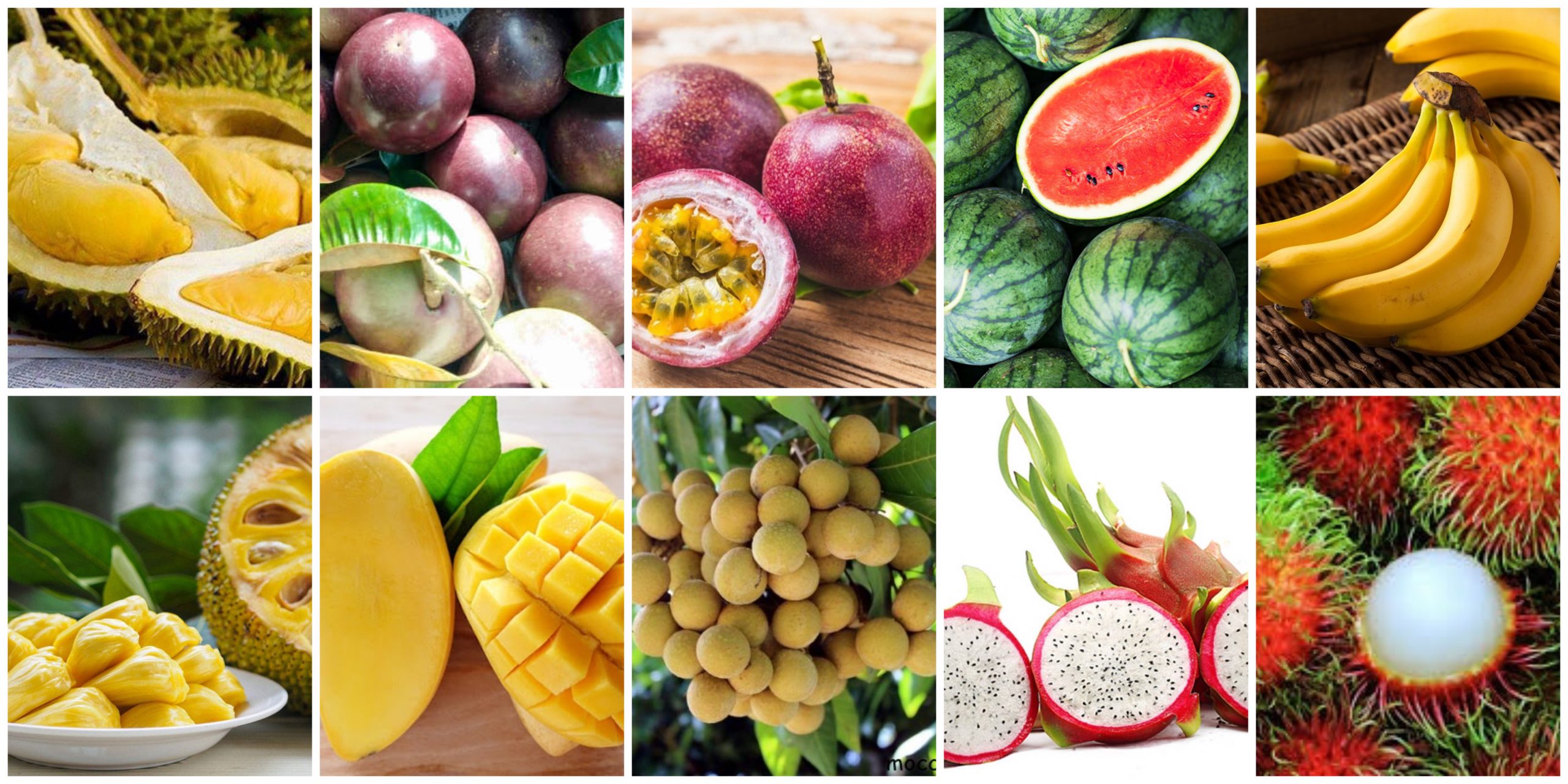 Les exportations de fruits et légumes devraient atteindre 4 mds de dollars en 2023
