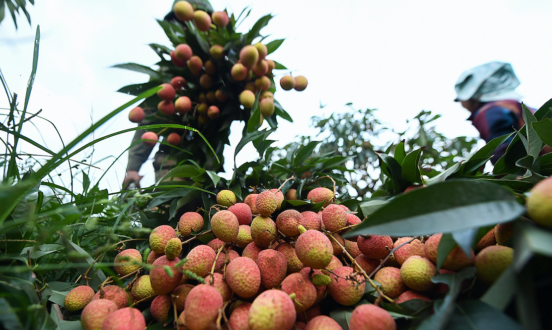 Des centaines de commerçants chinois s inscrivent pour acheter du litchi de Bac Giang