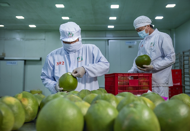 Forte hausse des exportations de fruits et légumes vers les Pays-Bas
