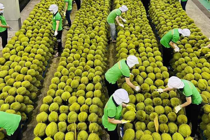 Forte hausse des exportations de fruits et légumes