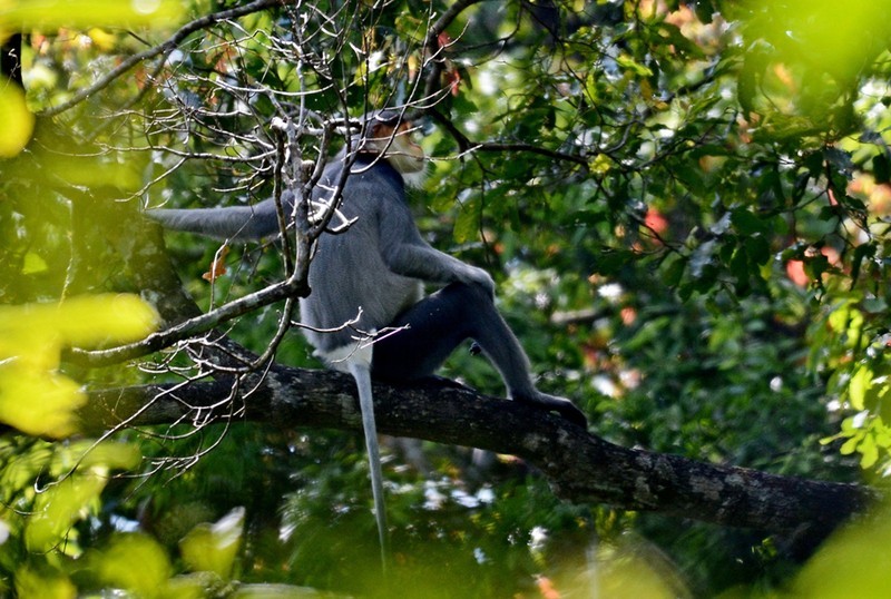 FFI parraine 2,4 milliards de dongs pour la conservation de la biodiversité à Quang Ngai