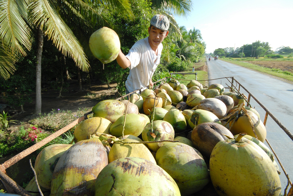 Exportations de produits à base de noix de coco objectif un milliard de dollars cette année