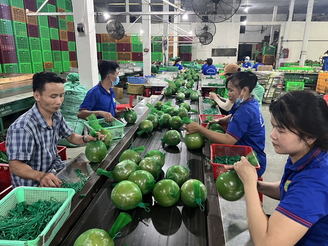 Ben Tre développe des chaînes de valeur pour les produits agricoles