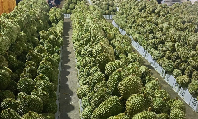 L augmentation de la demande chinoise stimule les exportations nationales de durians