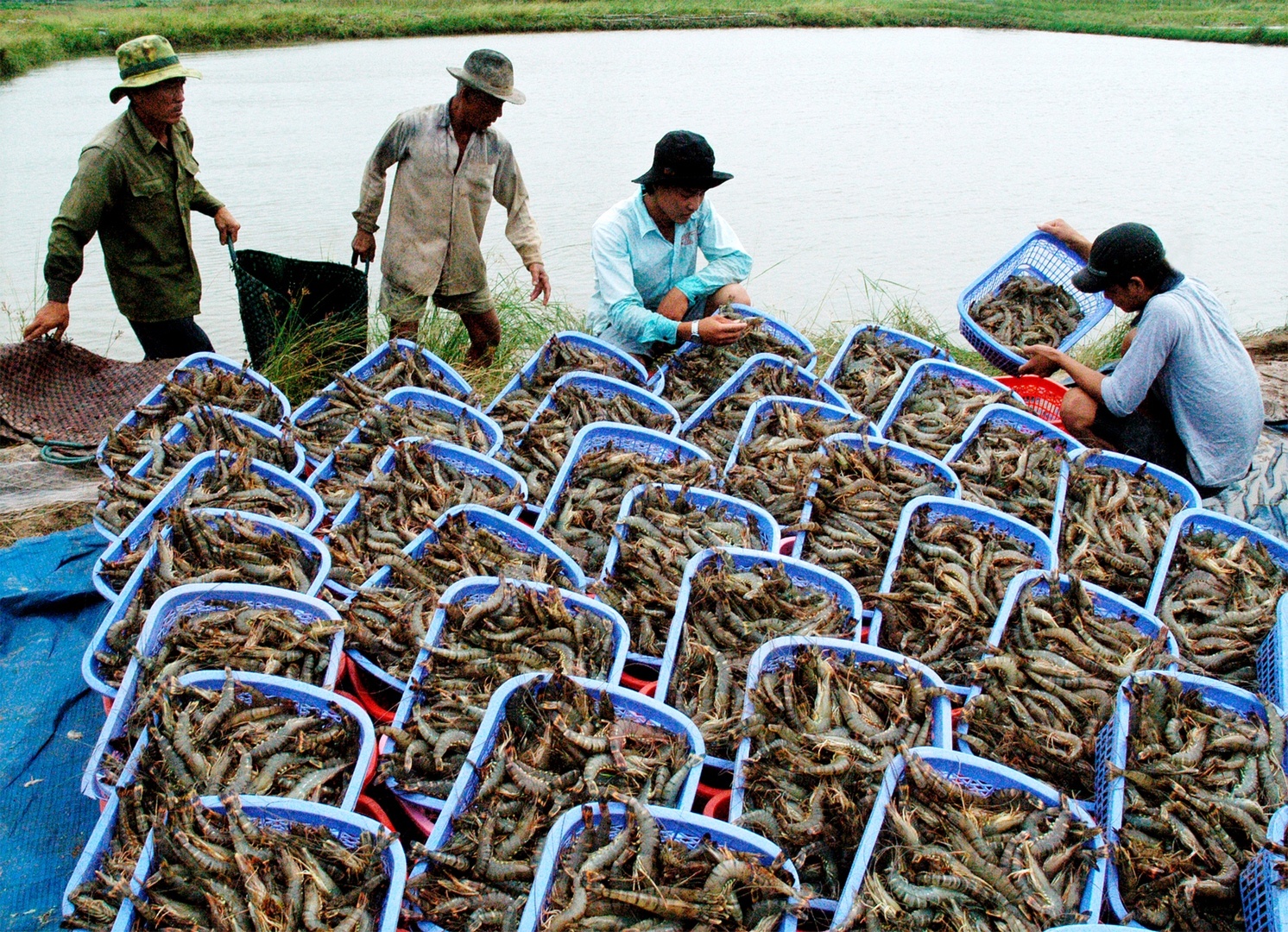 Exportations de crevettes en 5 mois le rythme de la baisse ralentit