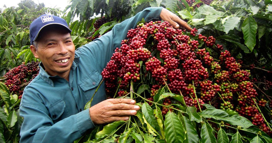 Production de café sans déforestation ni dégradation des forêts