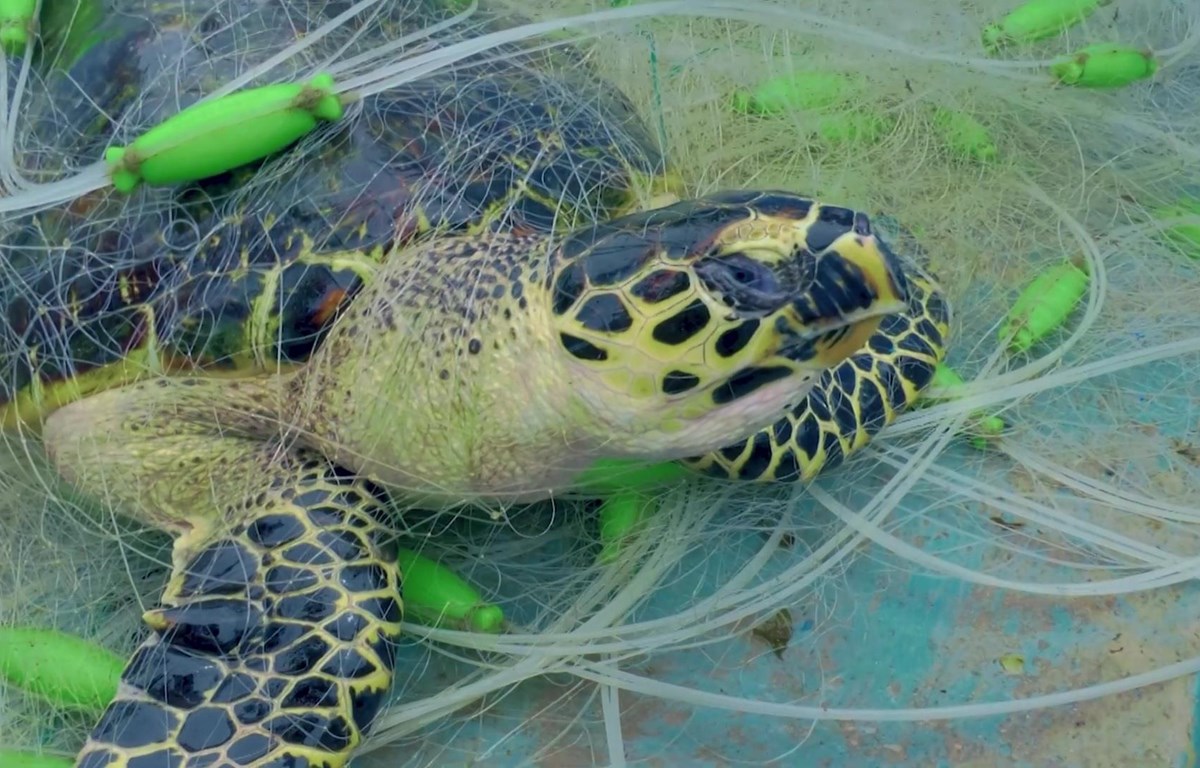 Lancement d un nouveau film appelant à la protection des tortues marines