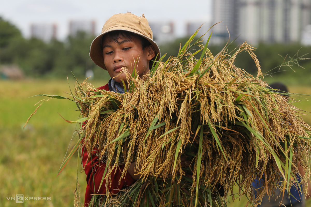 El Niño pousse de nombreux pays à augmenter fortement leurs achats de riz vietnamien