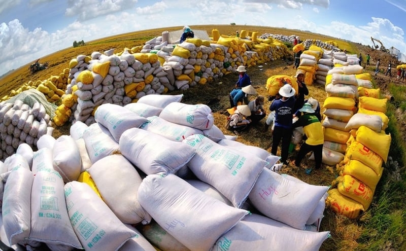 Le Vietnam demeure le plus grand fournisseur de riz aux Philippines