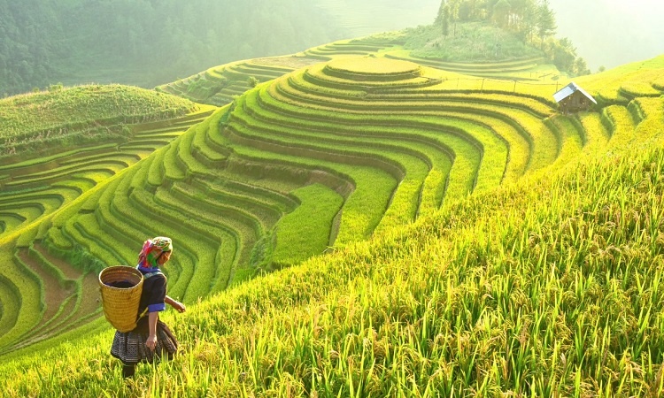 Le Vietnam est dans le top mondial en termes de recherches de voyages