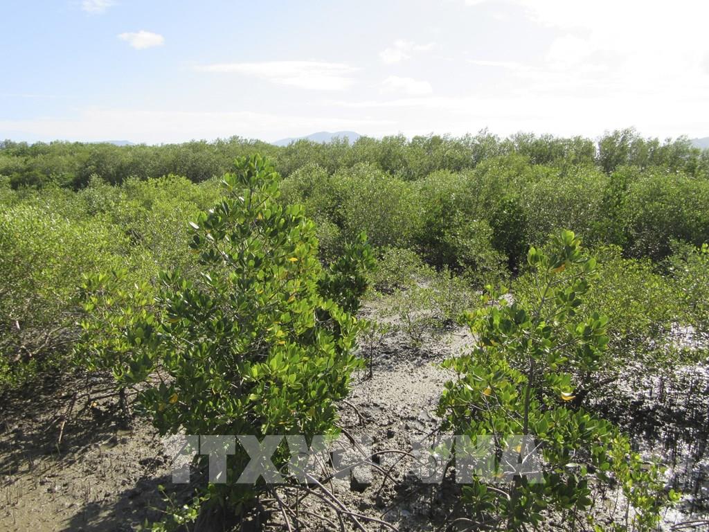 Ninh Thuân va cultiver plus de nouvelles forêts