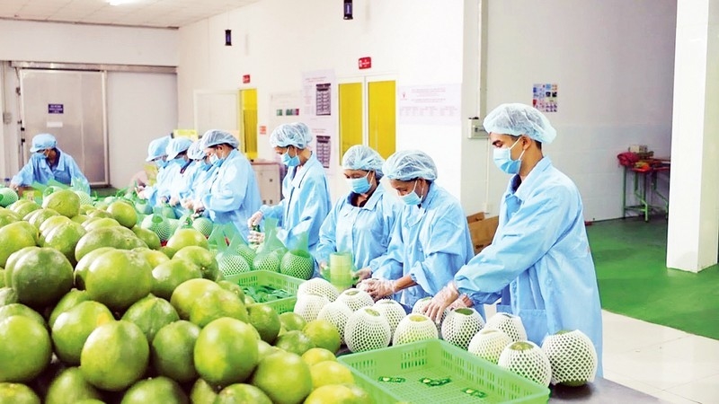 Promotion de l exportation des produits agricoles du Vietnam vers l Europe