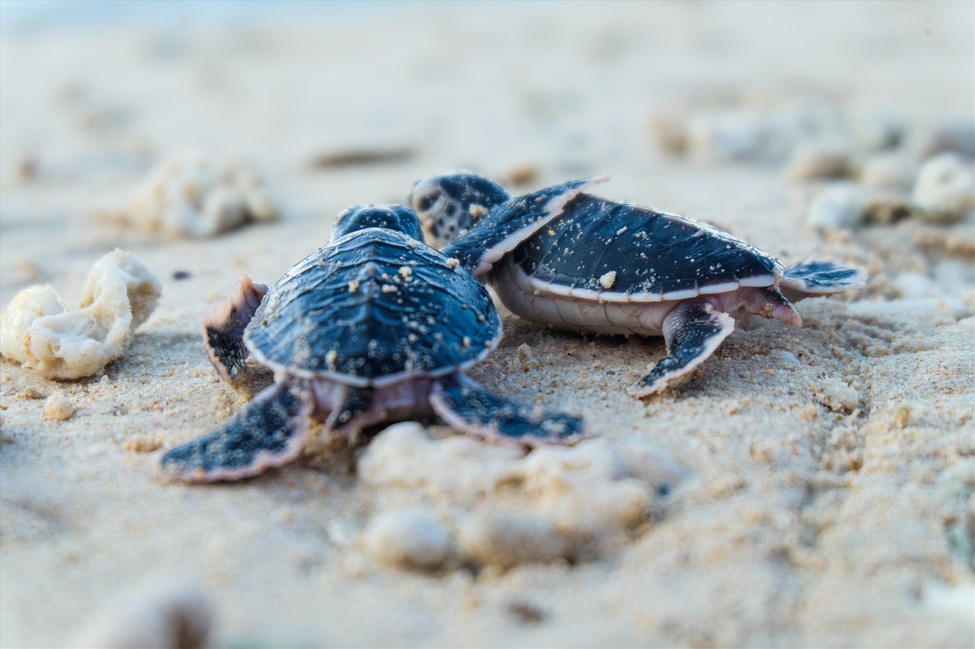 Un séminaire national sur la conservation des tortues marines à Ba Ria - Vung Tau