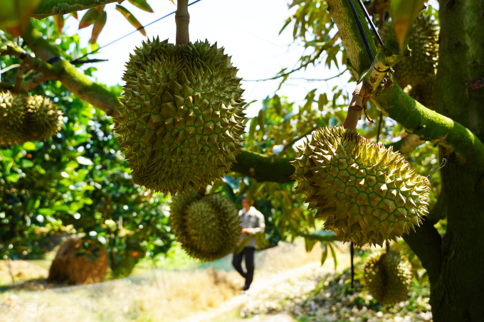 Les exportations de durian multipliées par 19 en glissement annuel