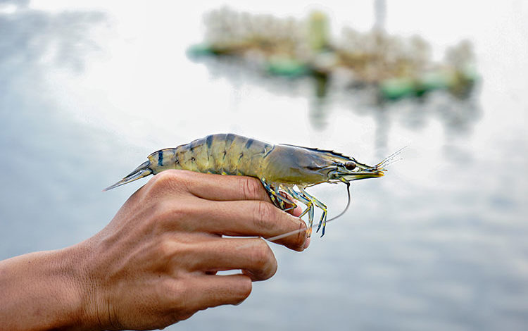 Les commandes augmentent, les exportations de crevettes se redressent progressivement