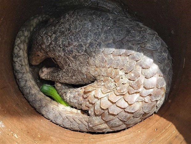 Un pangolin sauvage sera remis au parc national U Minh Ha