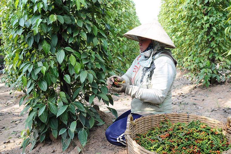 Montée en flèche des importations chinoises de poivre vietnamien