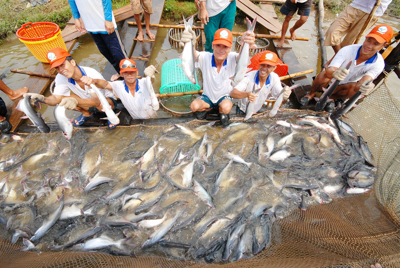 Les exportations de pangasius atteignent 1 milliard USD en 7 mois