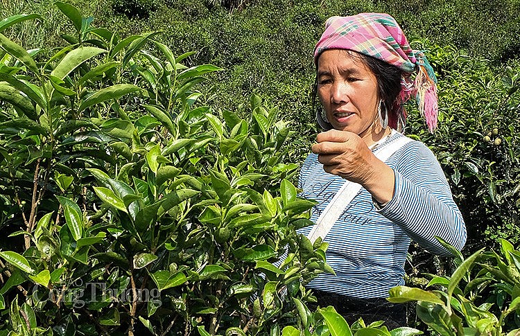 Hausse continue des prix à l export du thé depuis mars 2023