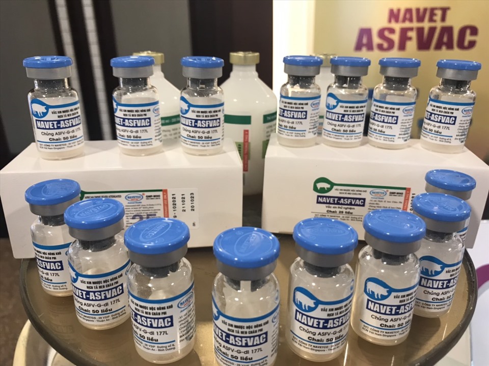 Un vaccin vietnamien contre la peste porcine africaine très prometteur aux Philippines