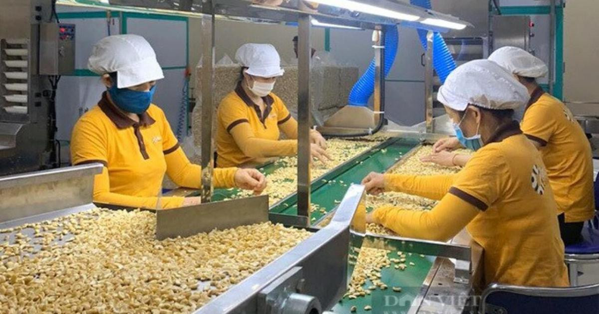 Exportation de noix de cajou une forte croissance prévue pour les derniers mois de 2023