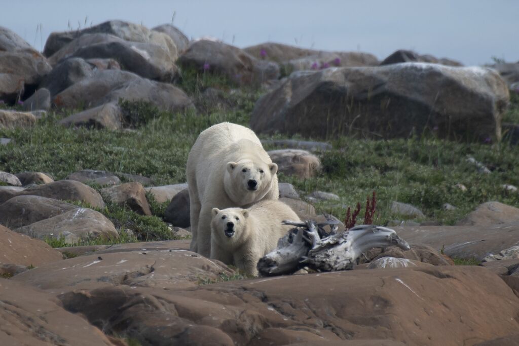Création au Canada d un fonds mondial pour protéger la nature