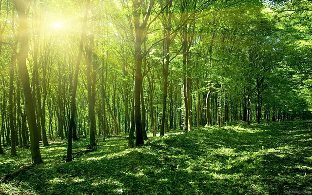 Approbation d’un plan de mise en œuvre de la Déclaration de Glasgow sur les forêts et l utilisation des sols