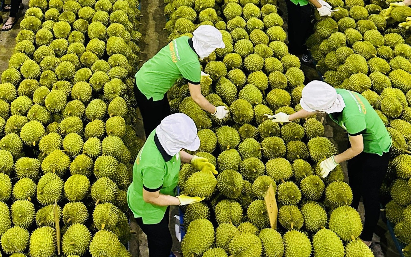 Les exportations de fruits et légumes vers la Chine atteignent un niveau record