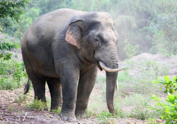 Conservation des éléphants pour une coexistence harmonieuse
