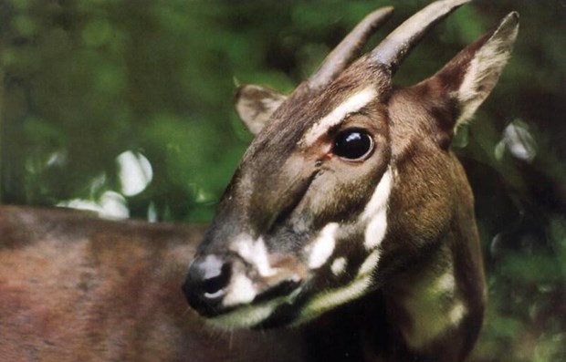 Quang Binh s’efforce de sauver les derniers saola de l’extinction