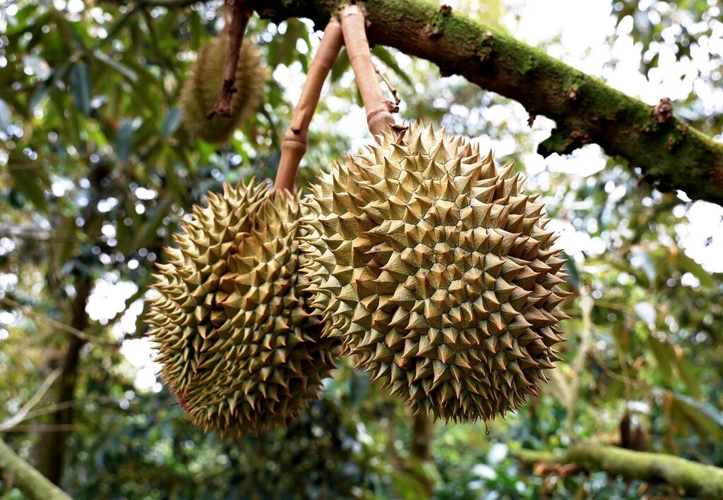 Le Vietnam exportera des durians vers l’Inde