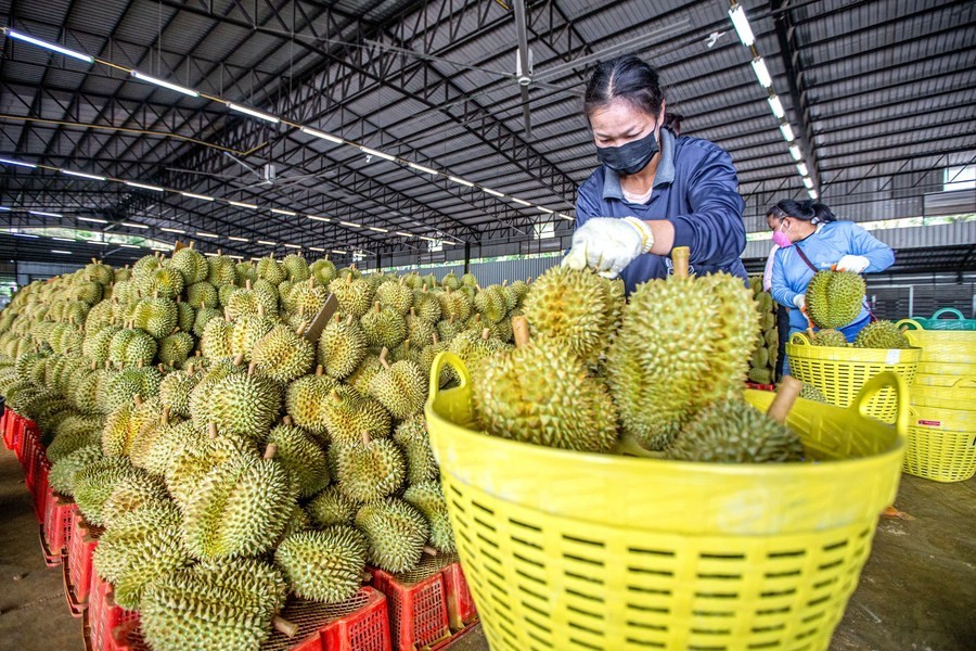 Montée en flèche des ventes de fruits et légumes vers la Chine en 8 mois