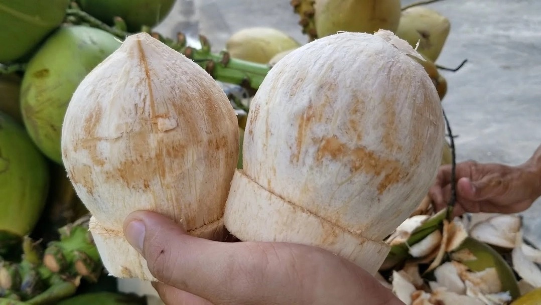 Noix de coco la filière nationale visent un milliard de dollars d exportations