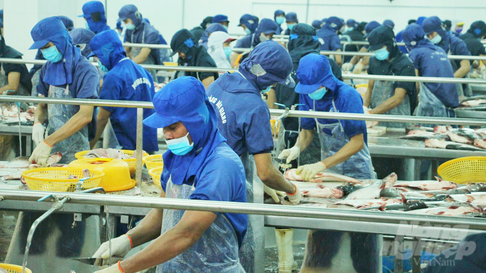 Les États-Unis réduisent la taxe antidumping sur les importations de pangasius du Vietnam