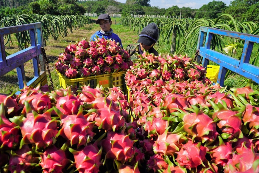 Le Vietnam veut augmenter les exportations de fruits de haute qualité vers l’Italie