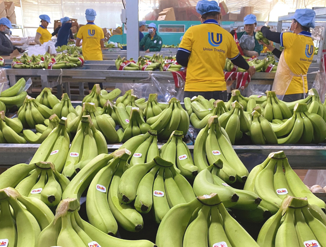 Forte hausse consécutive des importations japonaises de bananes du Vietnam