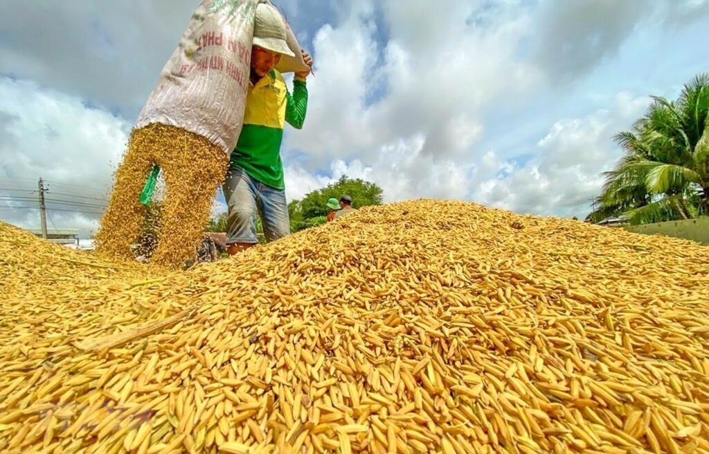 Exportations de riz nouvelles opportunités et nouveaux défis