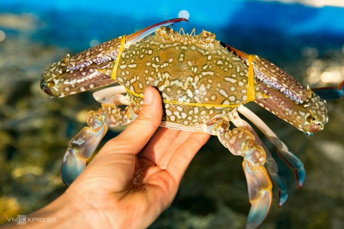 Le Japon importe pour 53 millions de dollars de crabes et crustacés vietnamiens