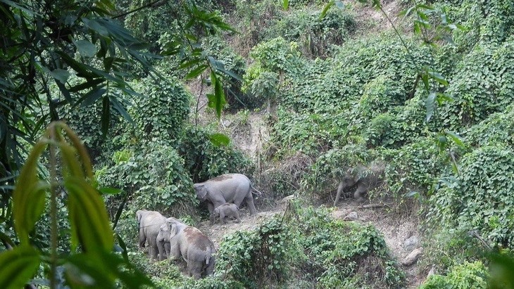 Aide des États-Unis de 43 000 d’USD à la province de Quang Nam pour la conservation des éléphants
