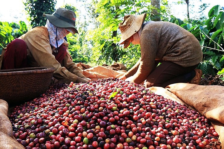 L’Allemagne augmente ses achats de café vietnamien