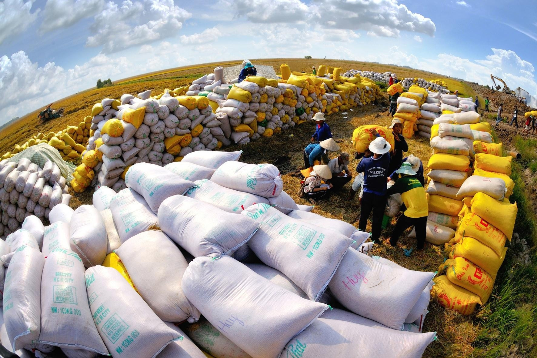 De nombreux pays augmentent leurs achats de riz vietnamien